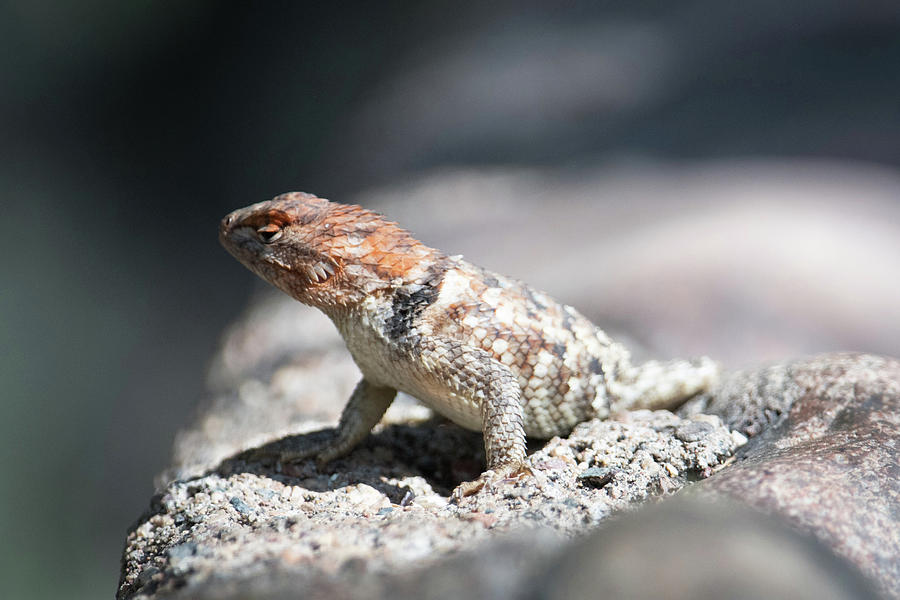 Portrait Of The Lizard Photograph