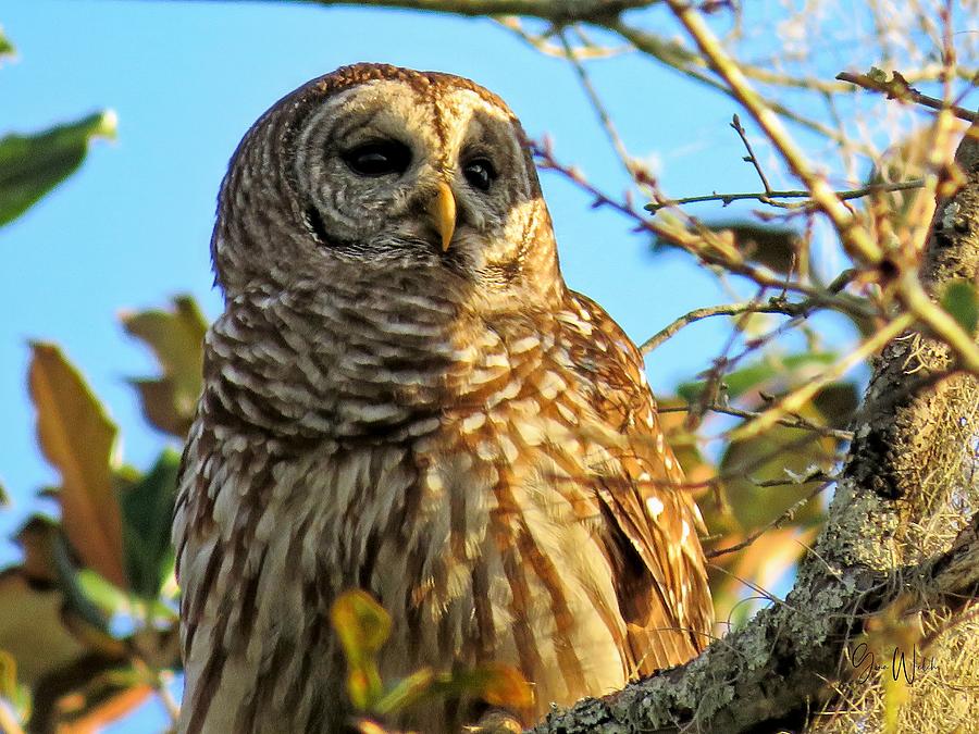 Portrait of the Owl Photograph by Gina Welch - Fine Art America