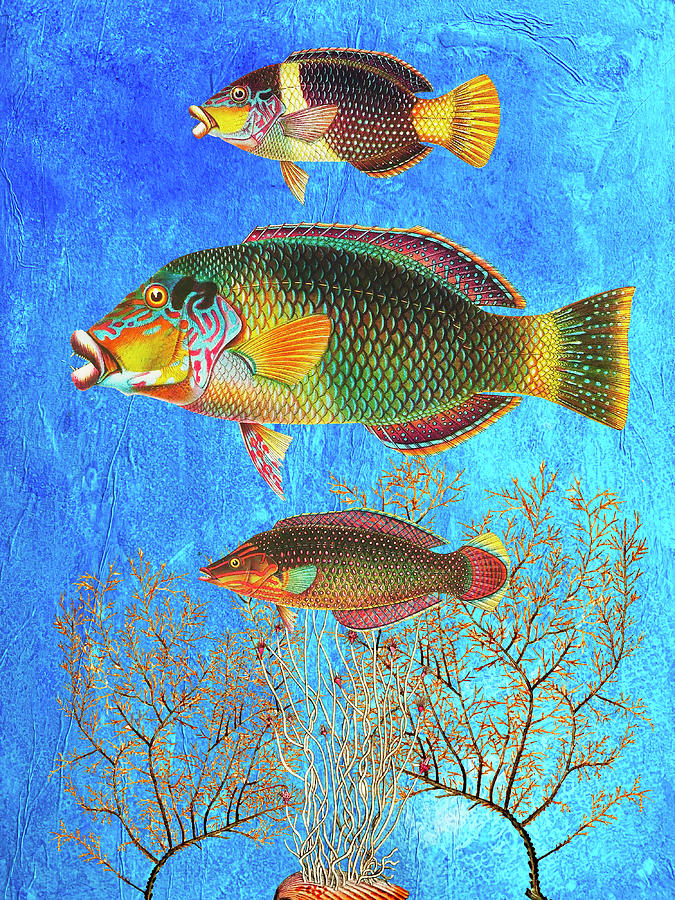 Portrait of Three Fish Mixed Media by Lorena Cassady