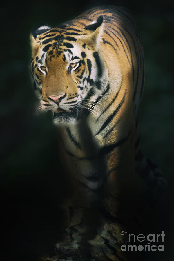 Portrait of Tiger Photograph by Kiran Joshi