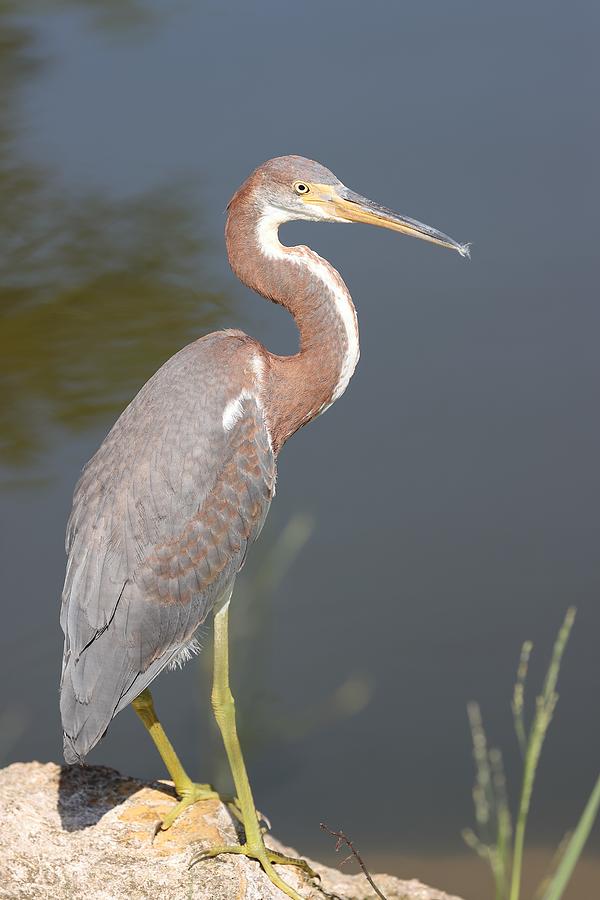 Portrait of Tricolored Heron Photograph by Mingming Jiang