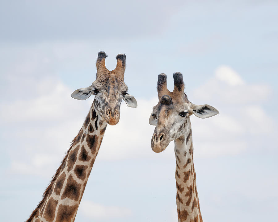Portrait of two giraffes Photograph by Murray Rudd