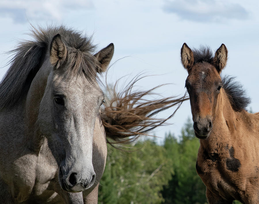 Portrait Of Two Horse Photograph By Sergey Sherstnev 