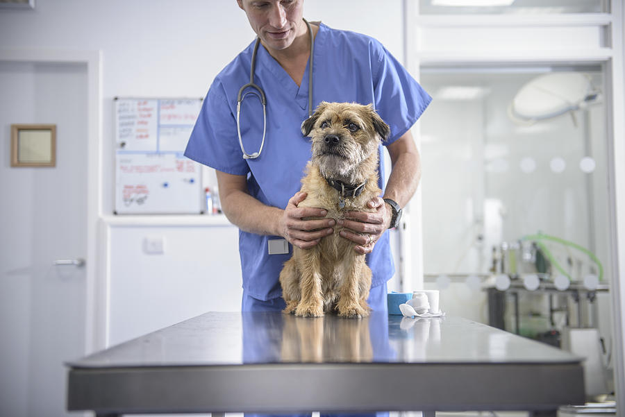 Portrait of vet holding dog on table in veterinary surgery Photograph by Monty Rakusen