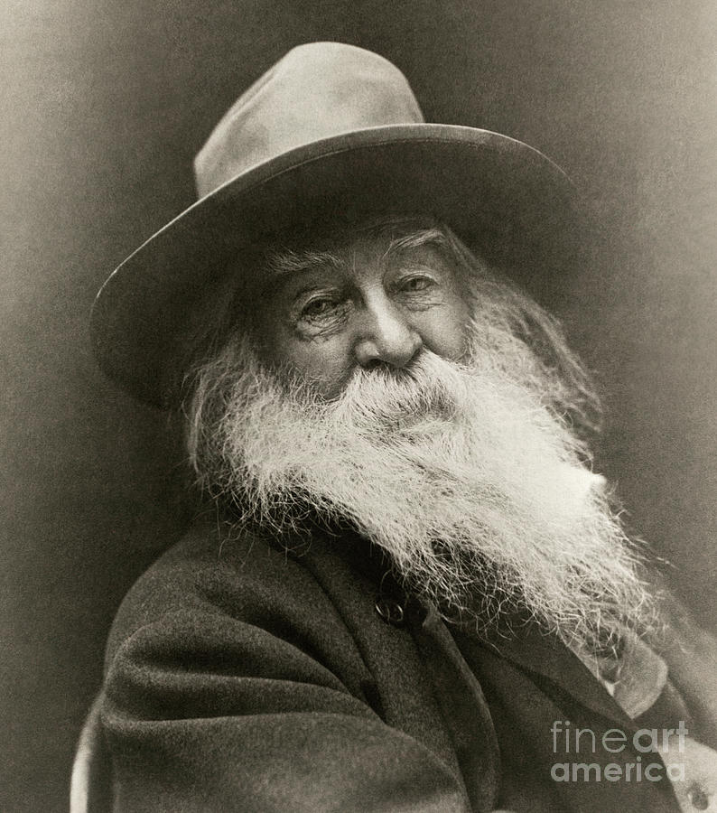 Portrait Of Walt Whitman Photograph by American School