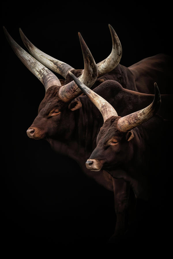 Portrait of Watus cattle with big horns Photograph by Marjolein Van Middelkoop