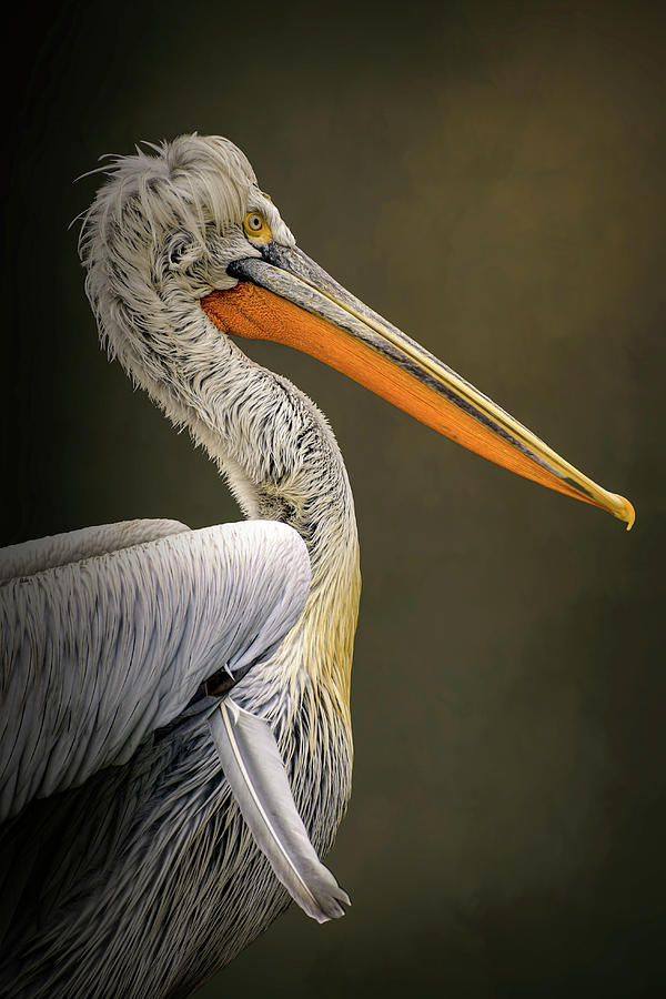 Portrait Pelican Digital Art by Marjolein Van Middelkoop