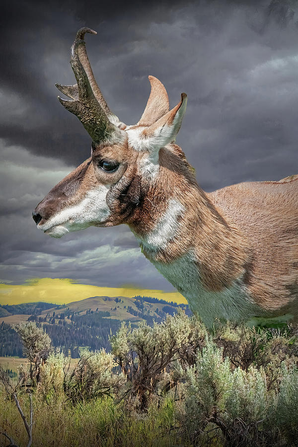 Portrait Photograph of Pronghorn Antelope Photograph by Randall Nyhof