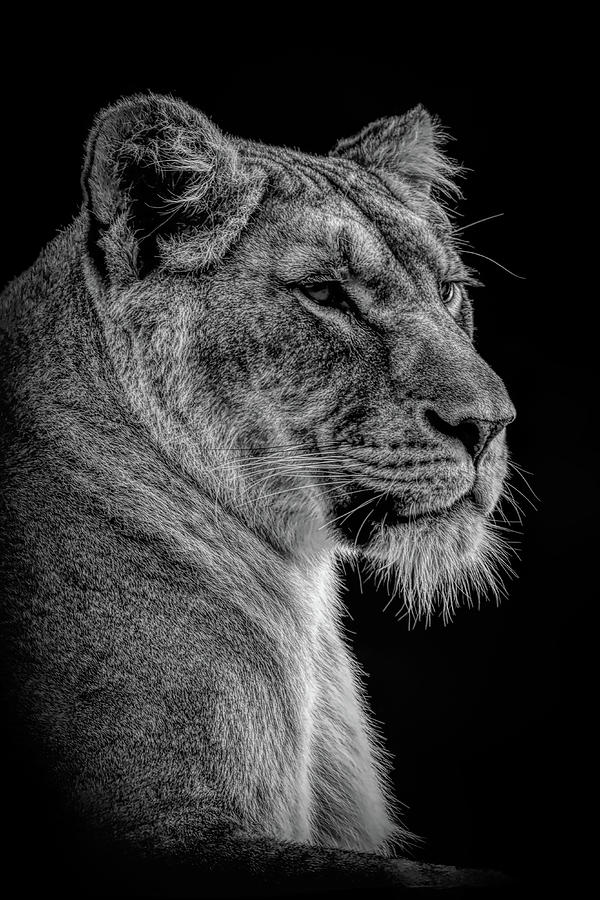 Portrait powerful lioness in black and white Digital Art by Marjolein Van Middelkoop