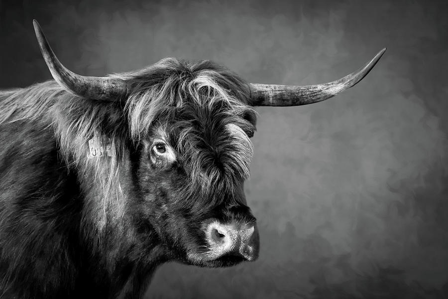 Portrait scottish highlander cow in black and white Digital Art by Marjolein Van Middelkoop