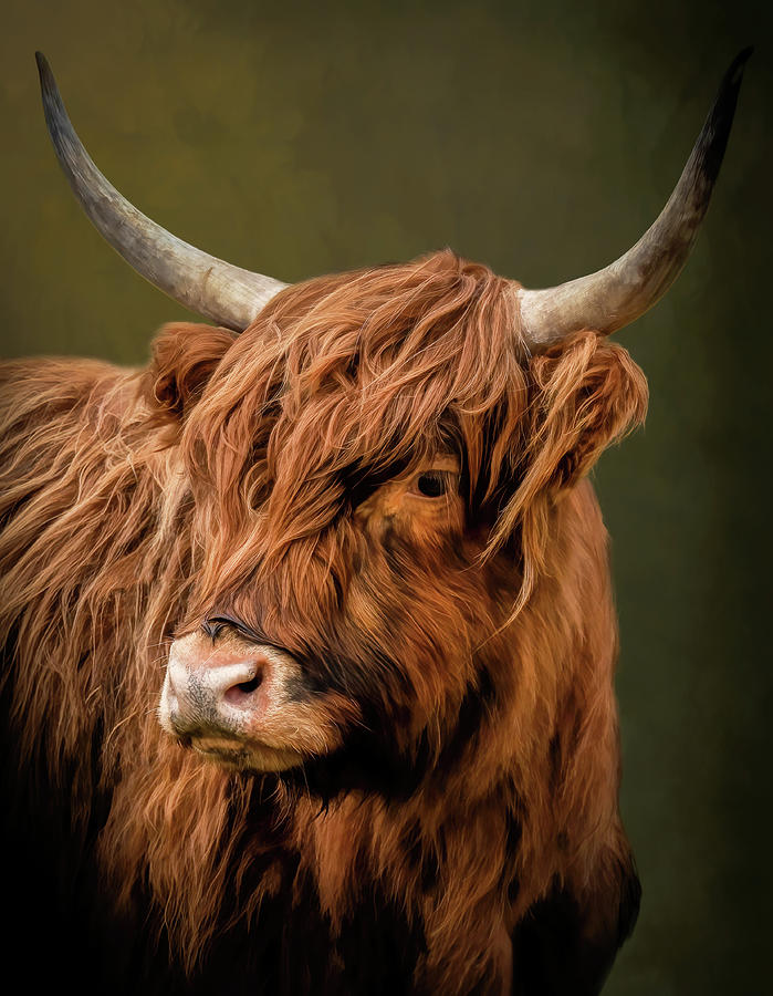 Portrait Scottish Highlander cow with warm background Digital Art by Marjolein Van Middelkoop