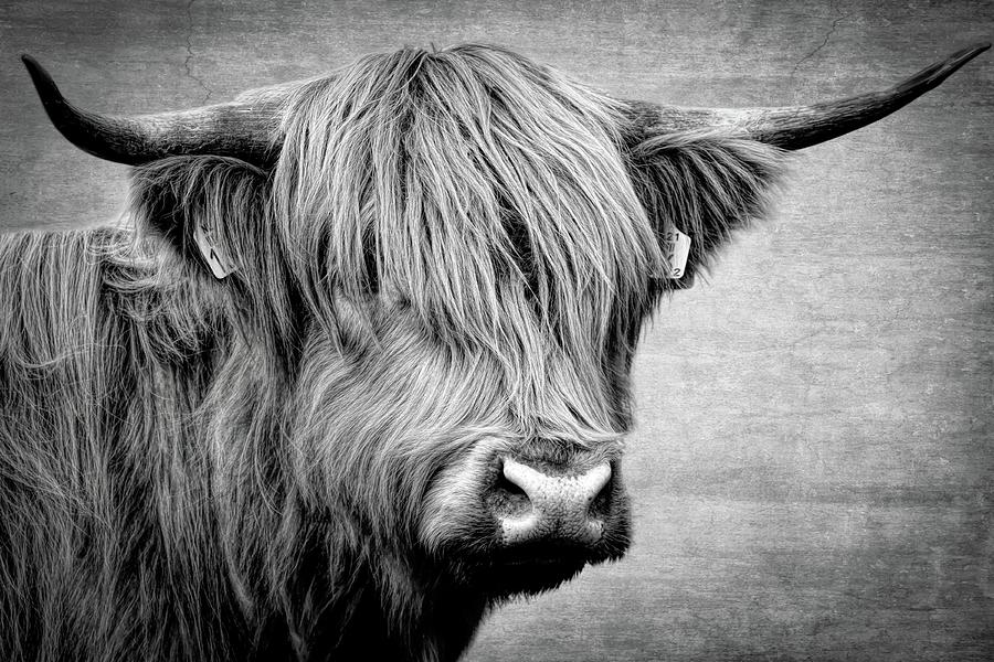 Portrait Scottish Highlander Dramatic Black And White Digital Art by Marjolein Van Middelkoop