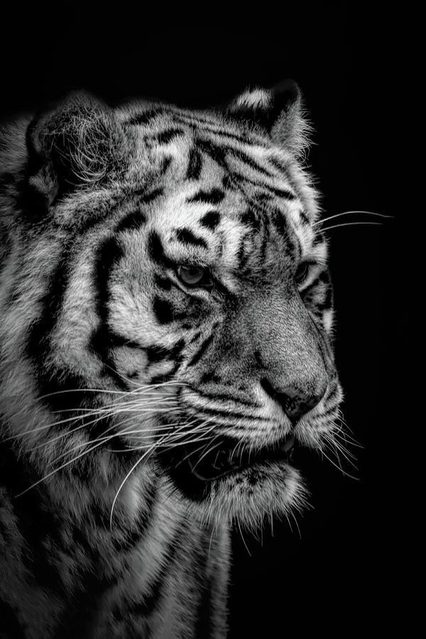 Portrait tiger in black and white Photograph by Marjolein Van Middelkoop