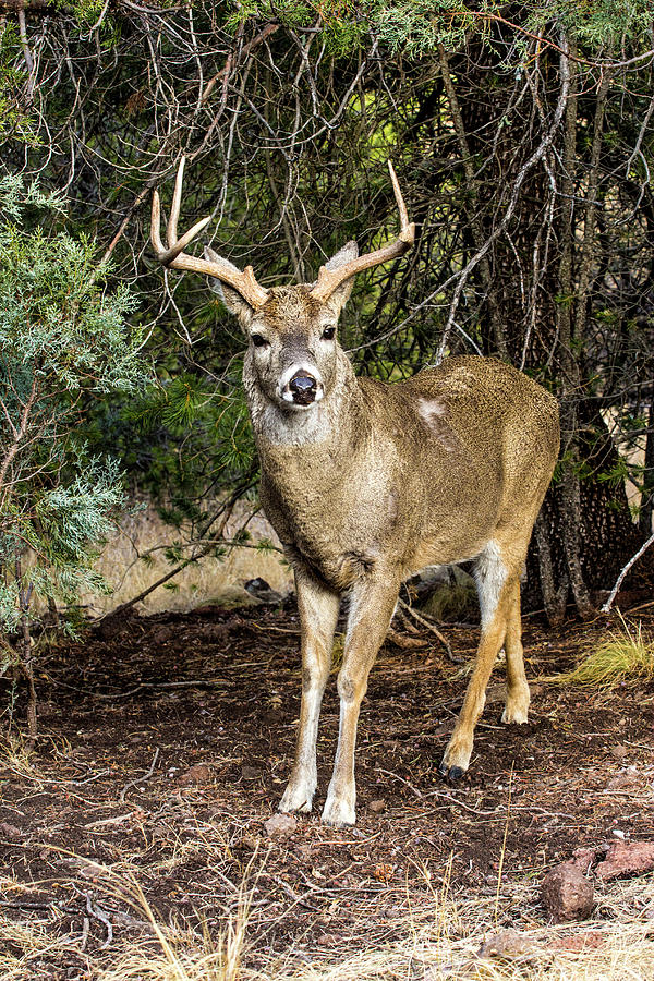 Portrait - Whitetail Deer Buck Photograph by Renny Spencer