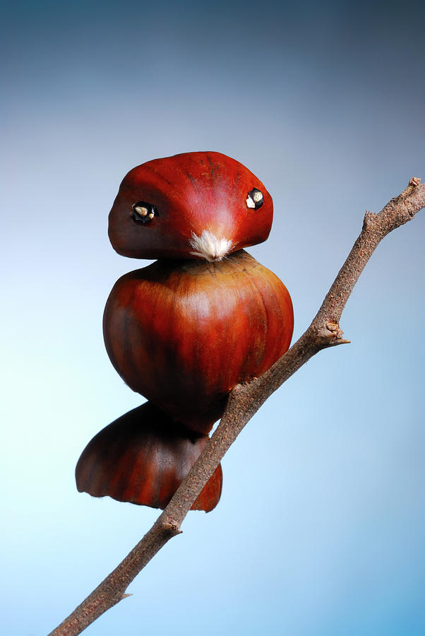 Portuguese Chestnut Bird 2 Photograph by Cacio Murilo De Vasconcelos