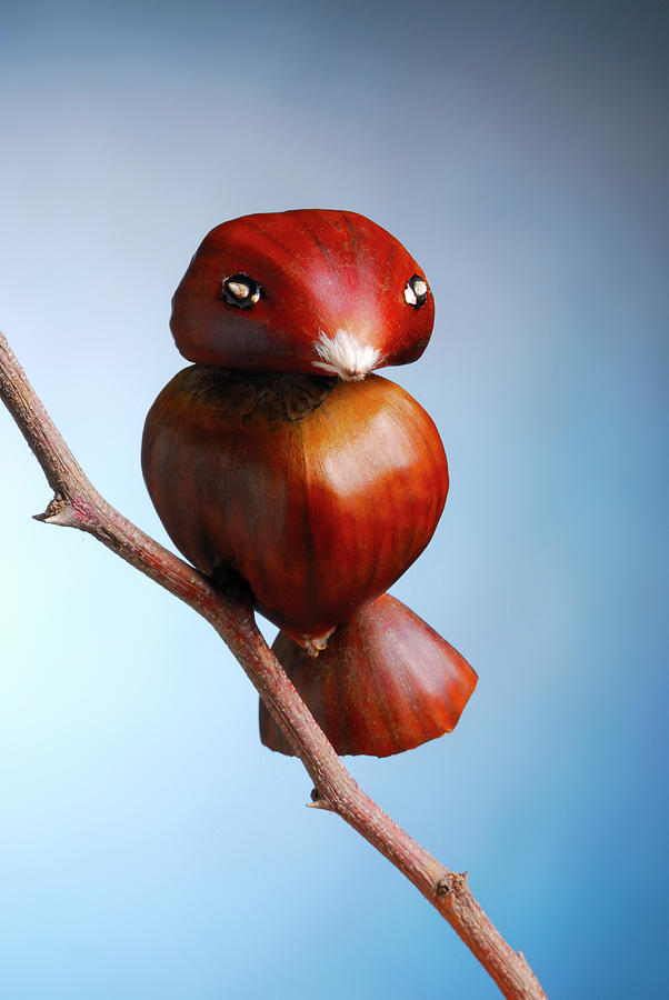 Fantasy Photograph - Portuguese Chestnut Bird 3 by Cacio Murilo De Vasconcelos