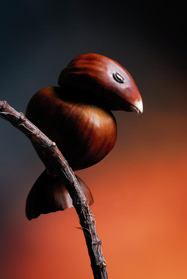 Portuguese Chestnut Bird Photograph by Cacio Murilo De Vasconcelos