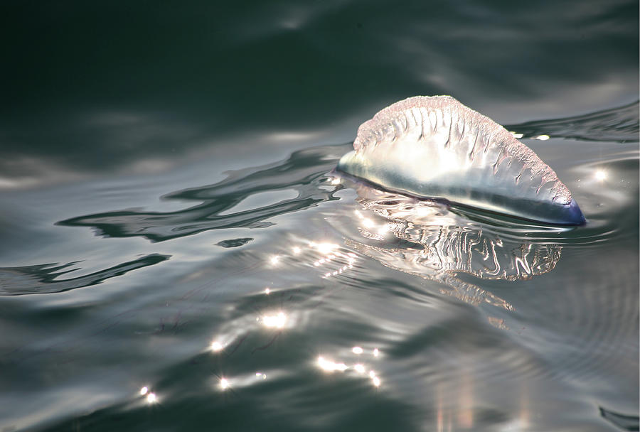 Portuguese Man O' War Photograph By Don Kerkhof - Fine Art America