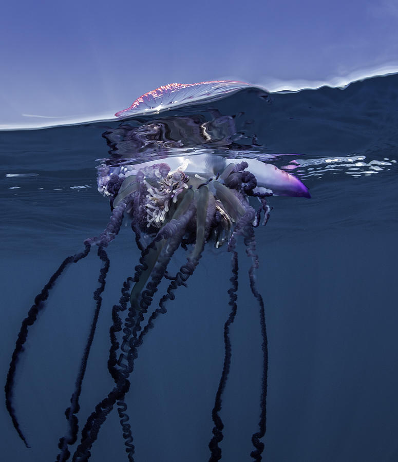 Portuguese man o war floating on the surface, split shot, Atlantic Ocean, Pico Island, The Azores, Portugal. Photograph by By Wildestanimal