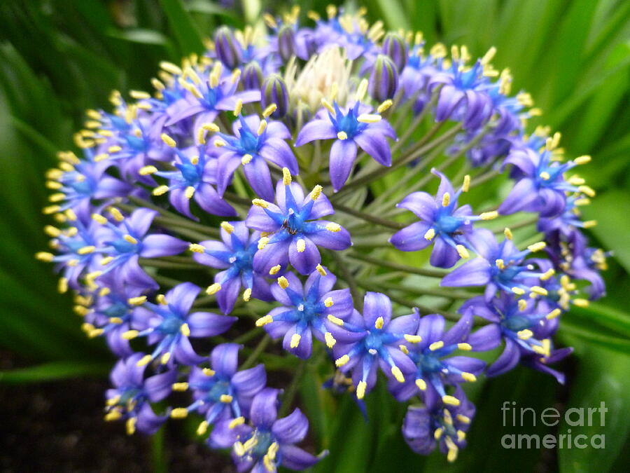 Portuguese Squill Photograph by Lingfai Leung