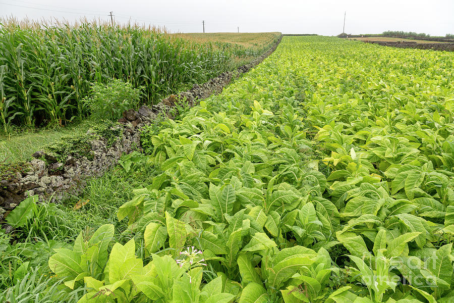 portuguese-tobacco-photograph-by-danaan-andrew-fine-art-america