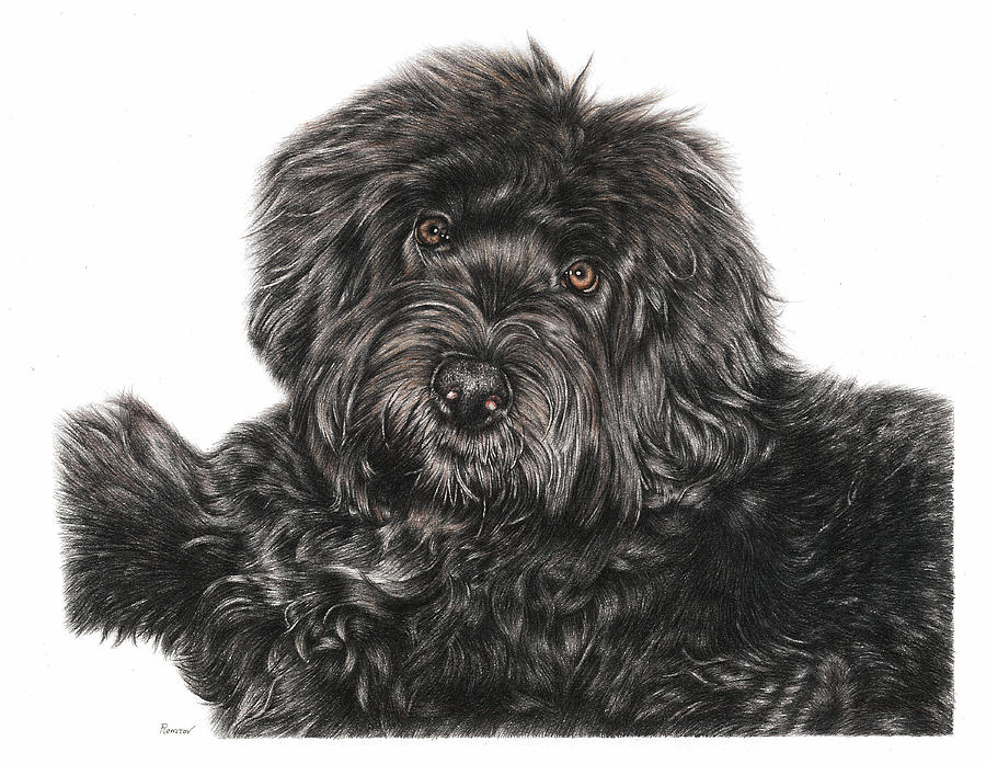 Portuguese Water Dog Toby Drawing by Casey Remrov Vormer