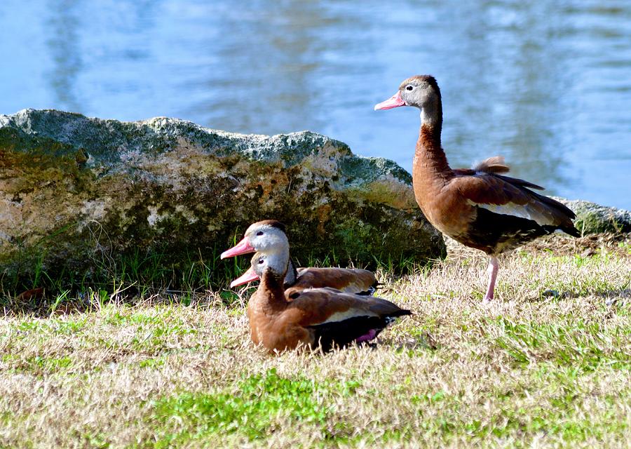 Posing Black-Bellied Whistling Ducks Photograph by Warren Thompson