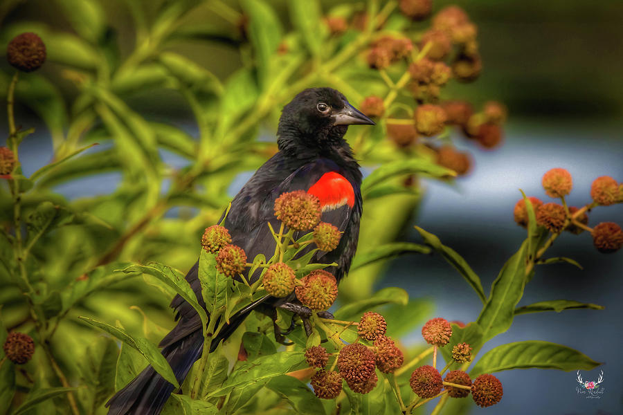 Posing Blackbird Photograph by Pam Rendall