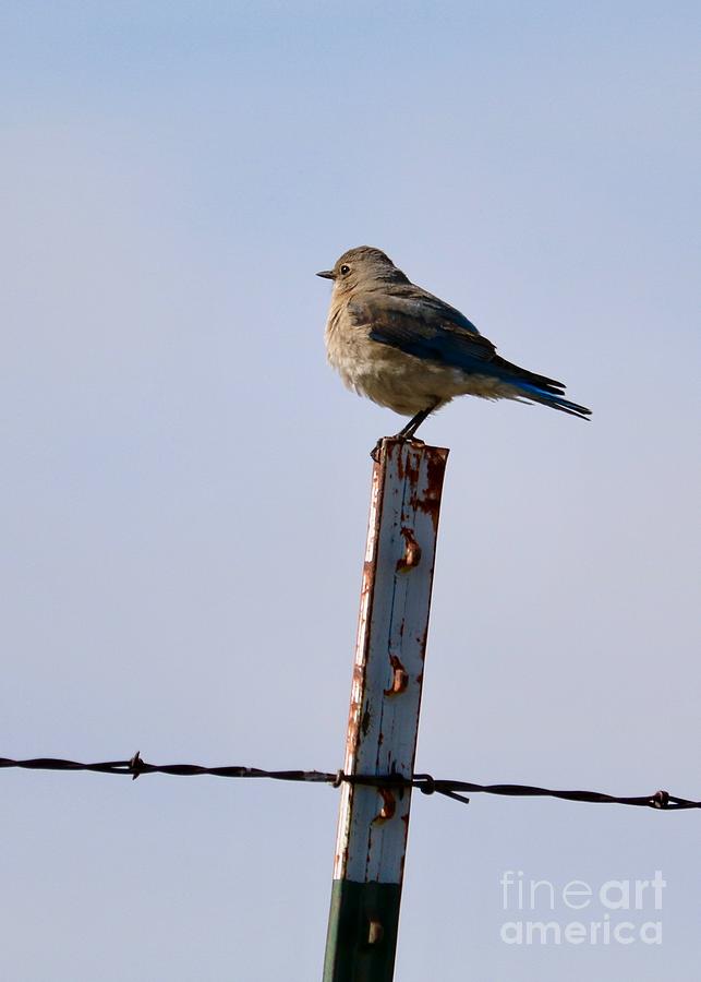 Posing Bluebird Photograph by Carol Groenen