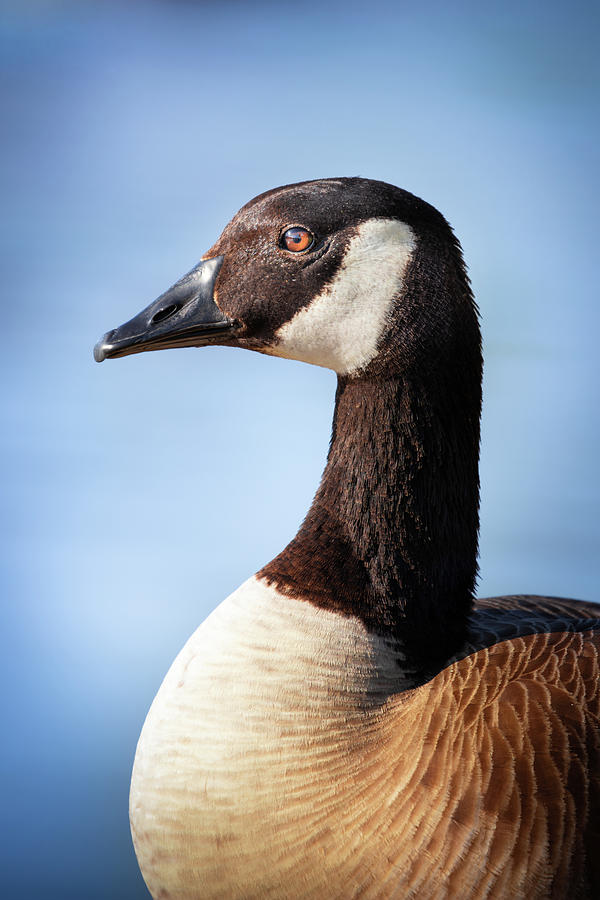 Posing Canada Goose  Photograph by Jordan Hill