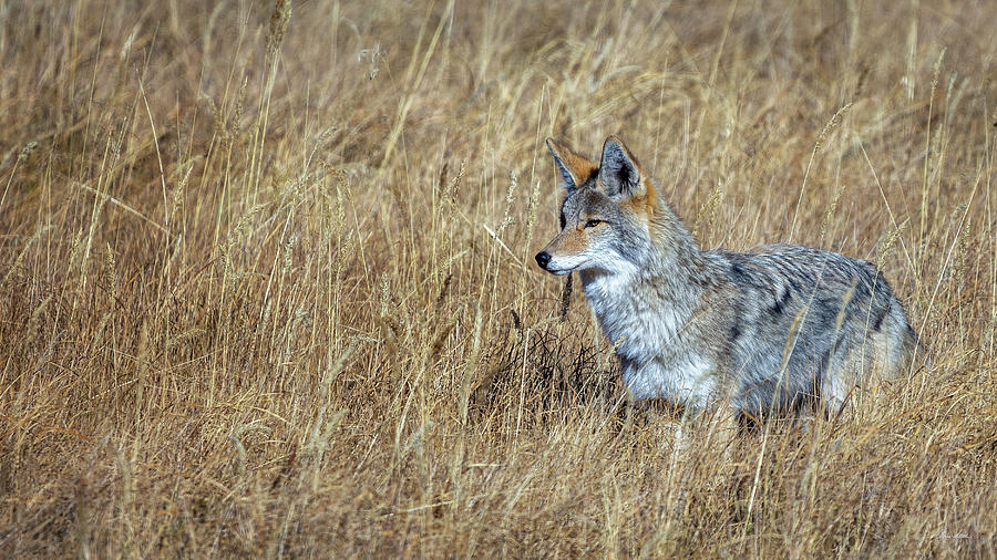Posing Coyote Photograph