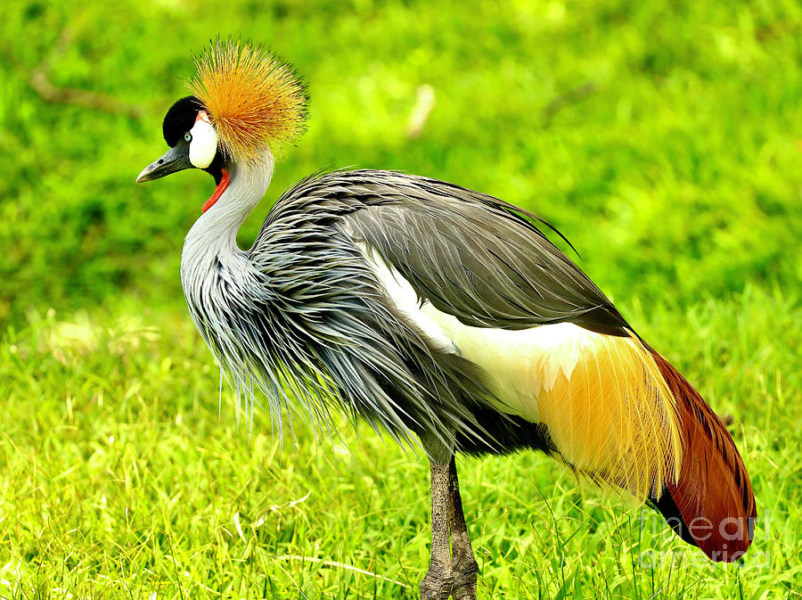 Posing Crested Crane Photograph by Craig Wood