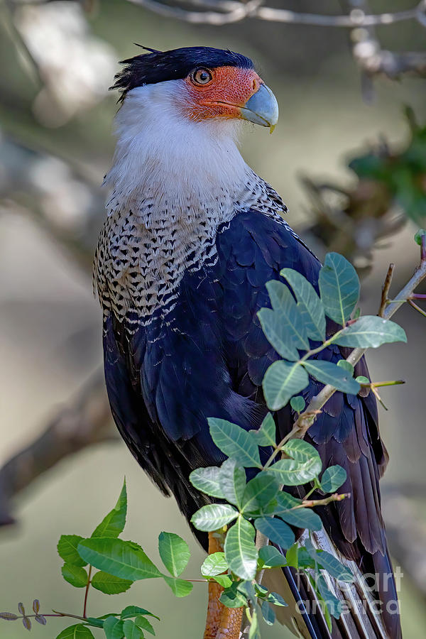 Posing Photograph By Dale Erickson Fine Art America 