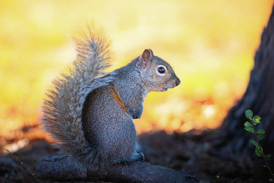 Posing Eastern Gray Squirrel  Photograph by Jordan Hill