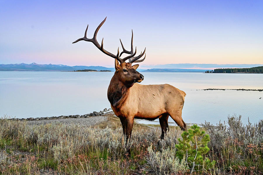 Posing Elk Photograph by Ed Stokes