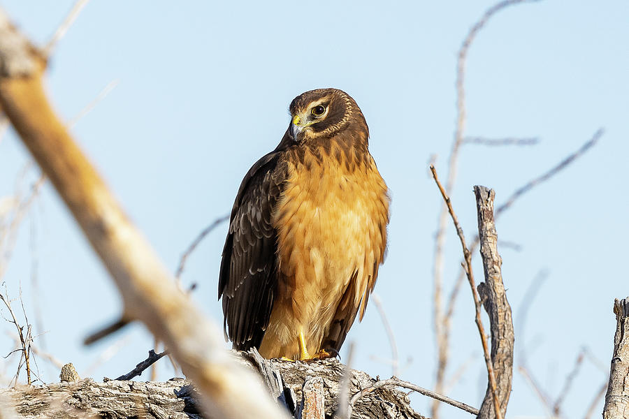 Posing Female Northern Harrier Photograph by Tony Hake