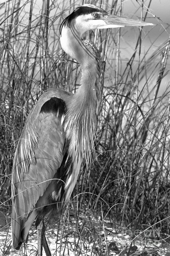 Posing In The Beach Grass Black And White Photograph by Adam Jewell