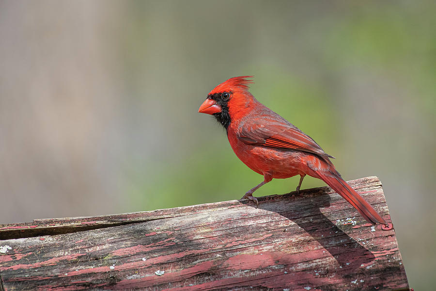 Posing Male Cardinal Photograph by Robert J Wagner