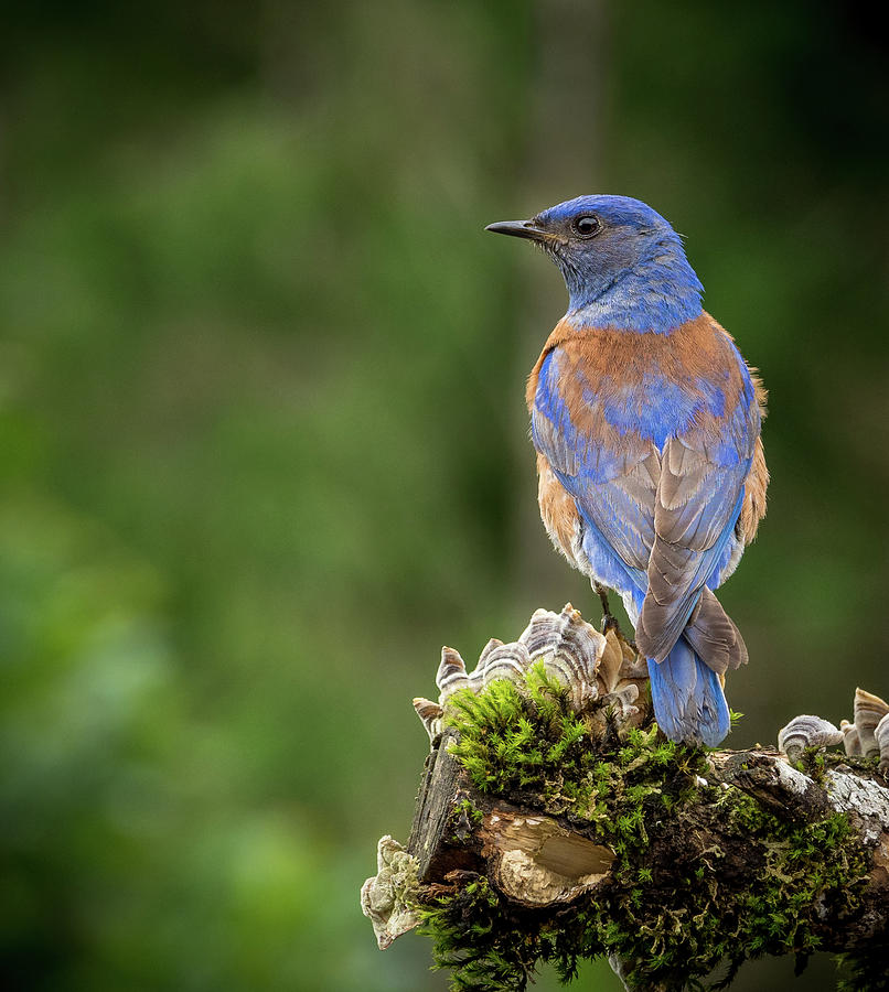 Posing Male Western Bluebird Photograph by Jean Noren