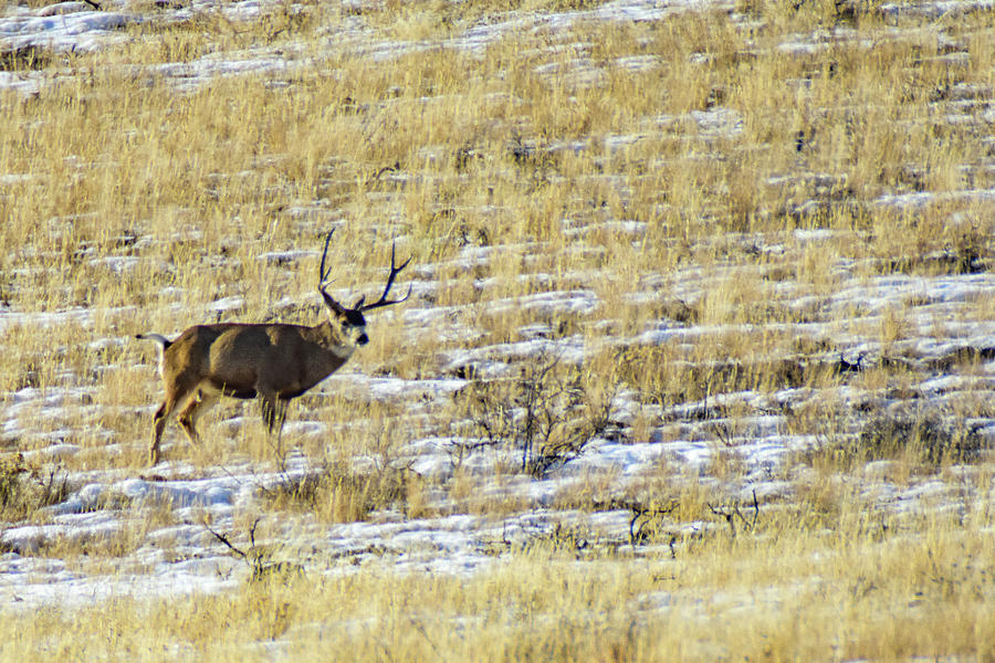 Posing Mule Deer Buck Photograph by Ed Stokes
