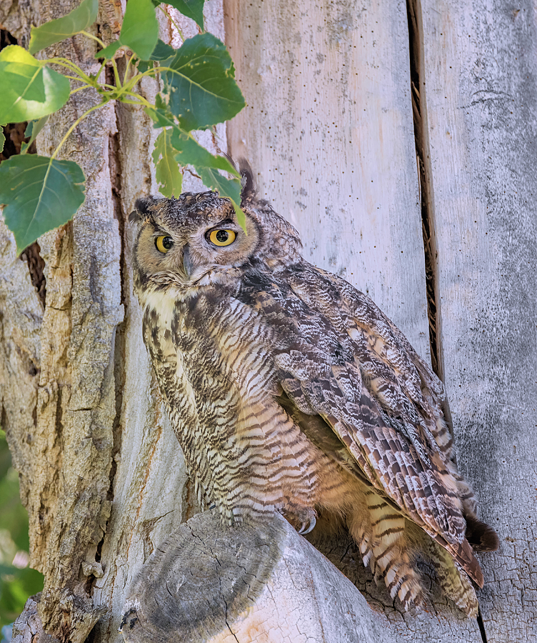 Posing Owl Photograph by Loree Johnson