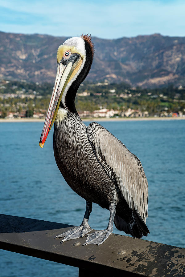 Posing Pelican Photograph by Kelley King