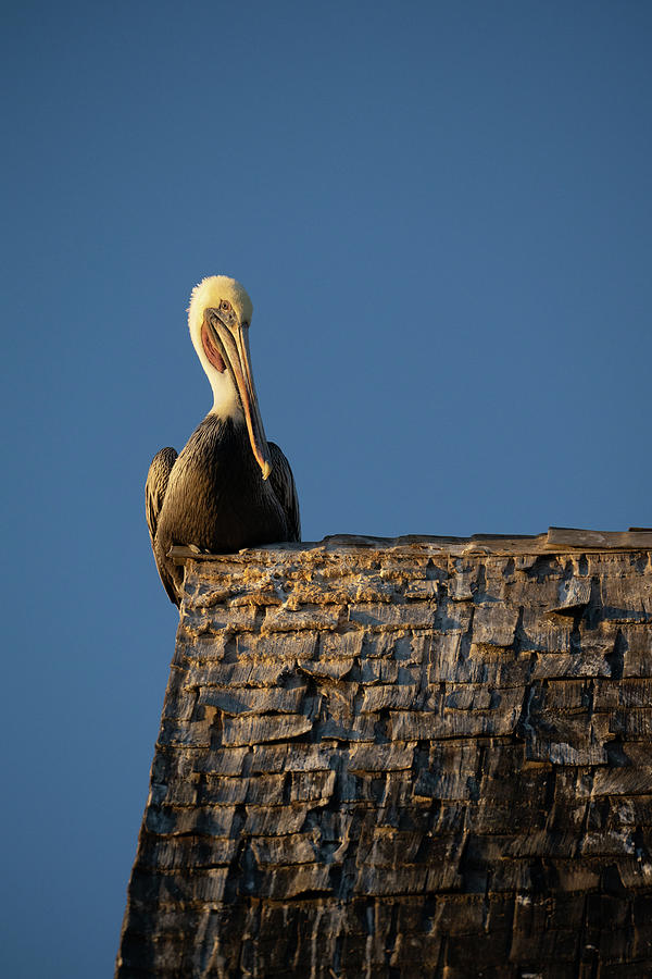 Posing Pelican Photograph by Tina Horne