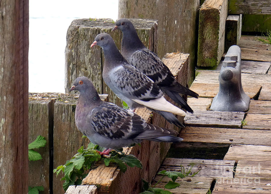 Posing Pigeons Photograph by Linda Vanoudenhaegen