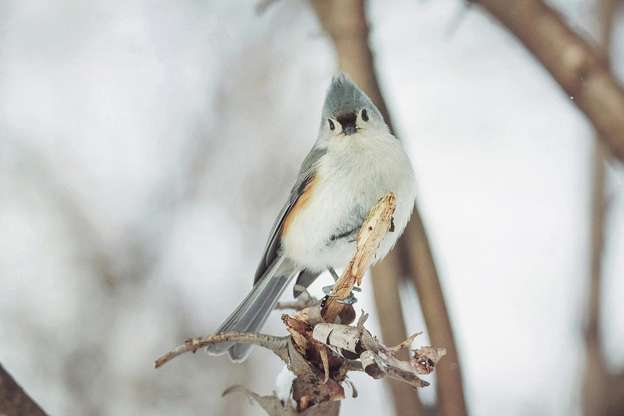 Winter Photograph - Posing Pretty by Carrie Ann Grippo-Pike