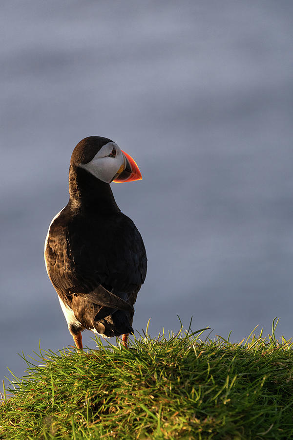 Posing Puffin Photograph by Alicia Glassmeyer