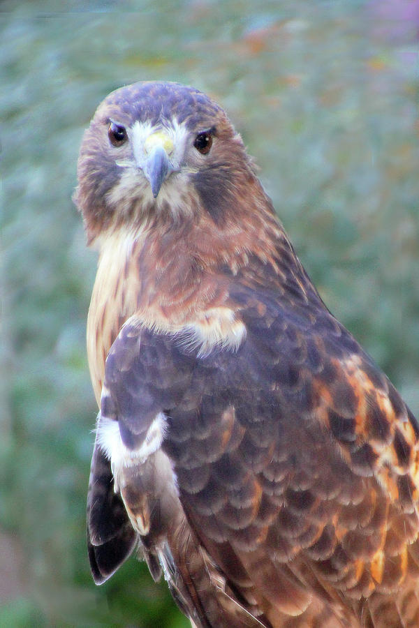 Posing Red-tailed Hawk Photograph by Linda Goodman - Fine Art America