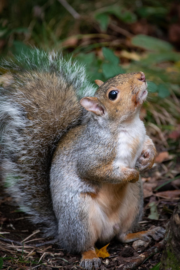 Posing Squirrel Photograph by Linda Bonaccorsi