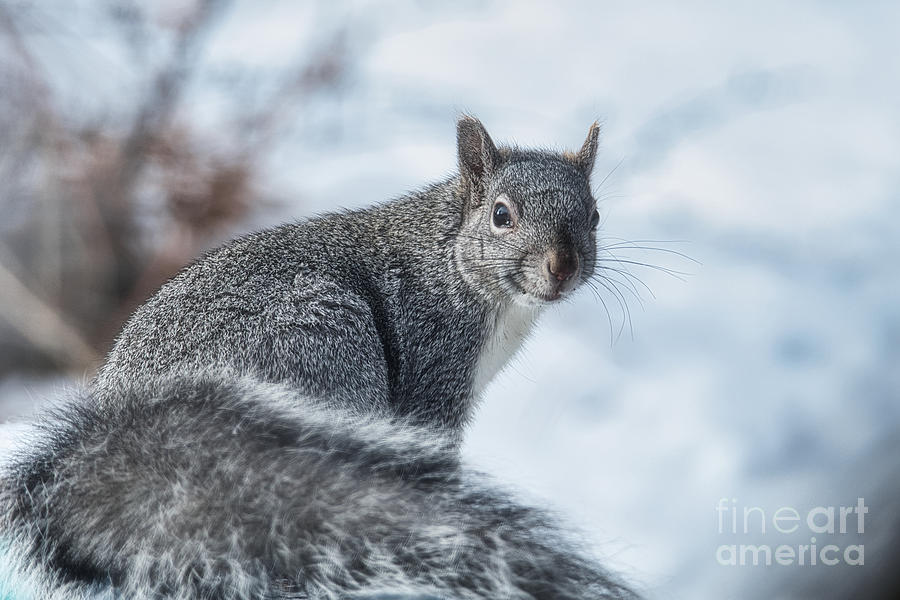 Posing Squirrel by Stan Townsend Posing Squirrel by Stan Townsend