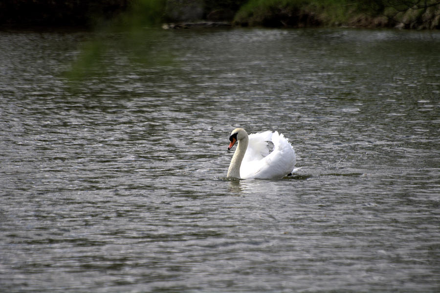 Posing Swan - One Photograph